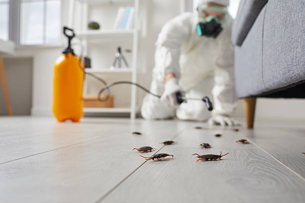 Trusted Termite Control service in South Jacksonville, IL - Nex Pest Control